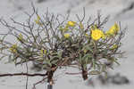 Coastal sand frostweed